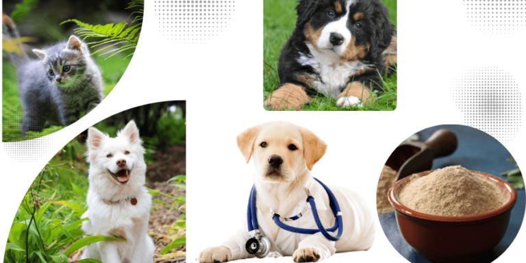 Pros and Cons of Herbal Treatment in Pets